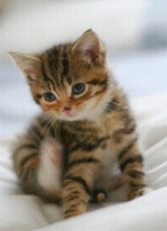 �L�֔̕����